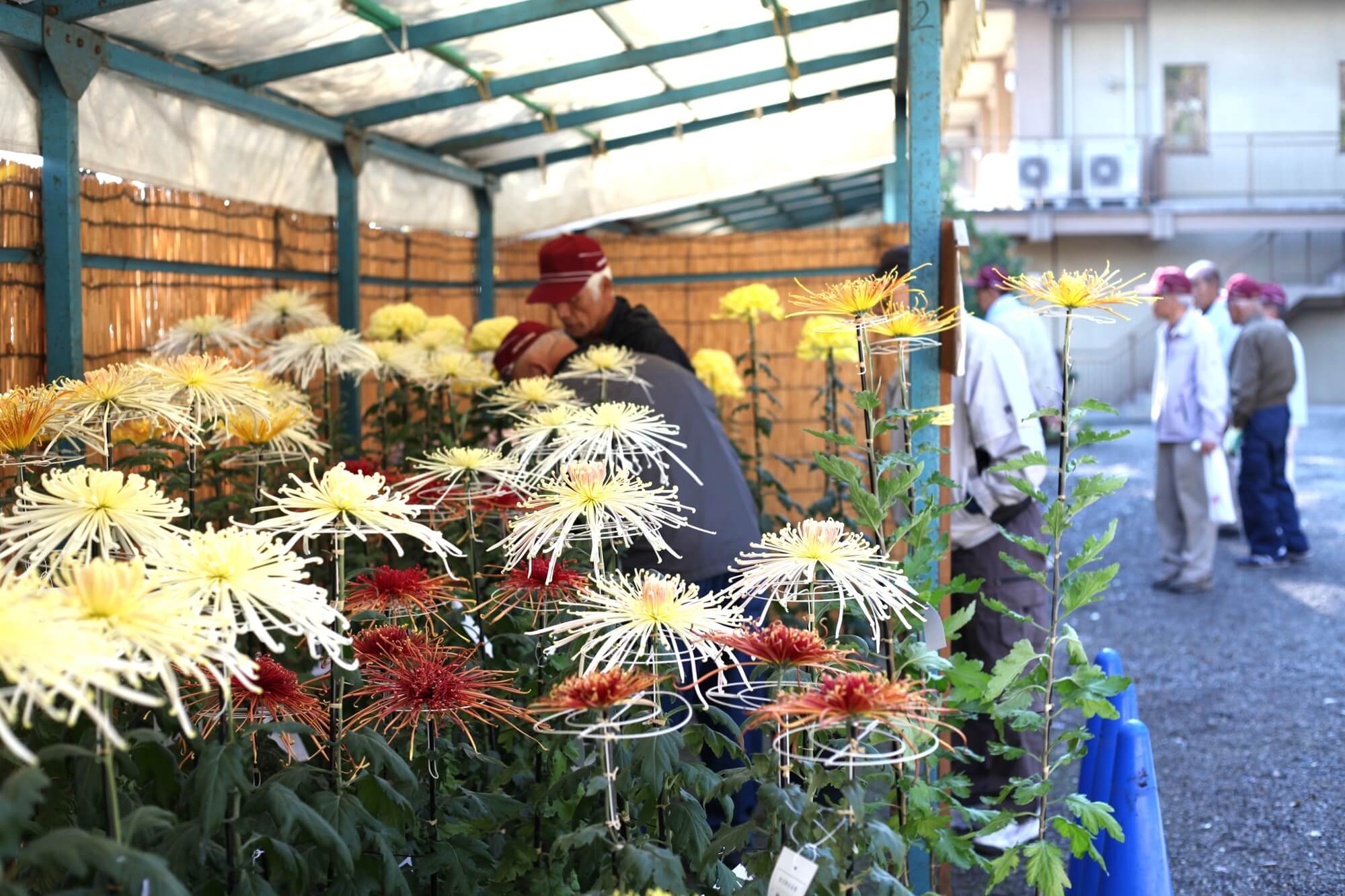菊花展 １１月１日～１０日　開催