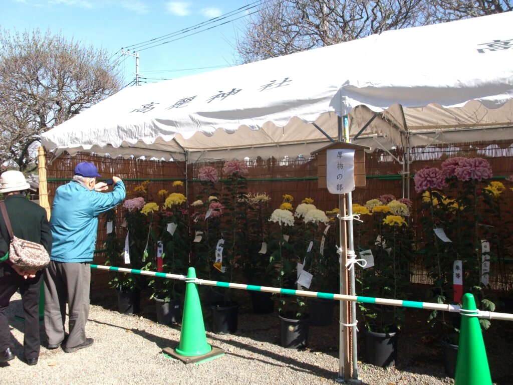 菊花展２